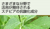 さまざまな分野で活用が期待されるステビアの抗酸化成分